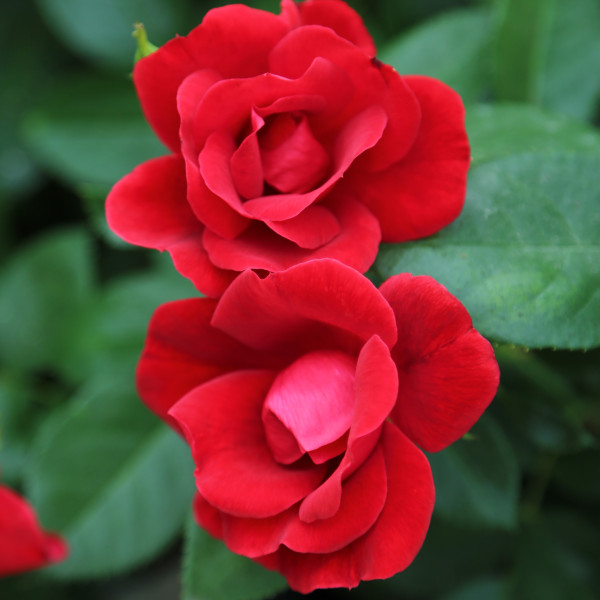 MOULIN ROUGE® Meitraligh